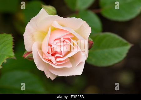 Nahaufnahme Hybrid Moschusrose - Rosa Penelope blüht in einem englischen Garten, England, Großbritannien Stockfoto