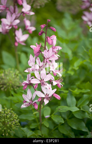 Nahaufnahme eines rosa Dictamnus albus, der im Sommer in einem englischen Garten, England, Großbritannien, blüht Stockfoto