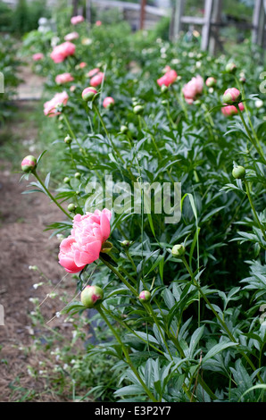 Rosa Pfingstrosen im Garten blühen Stockfoto