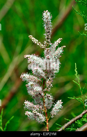 Tamarisken-Blumen Stockfoto