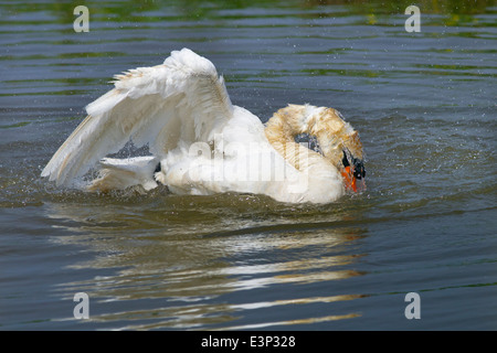 Höckerschwan Cygnus OLAF Baden Stockfoto