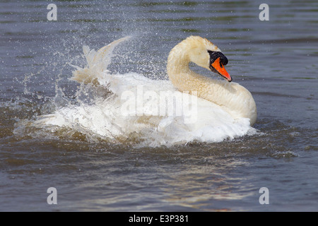 Höckerschwan Cygnus OLAF Baden Stockfoto