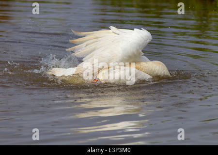 Höckerschwan Cygnus OLAF Baden in Süßwasser Etang Stockfoto