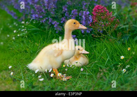 Eine Brut von Moschusentchen im Alter von einer Woche im Garten Stockfoto