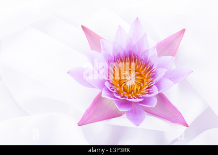 Nahaufnahme auf Lotus Petal, flachen Dof. Stockfoto