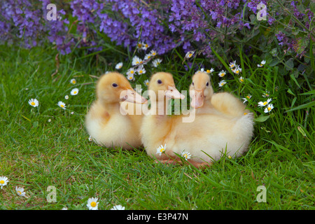 Eine Brut von Moschusentchen im Alter von einer Woche im Garten Stockfoto