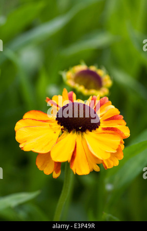 Helenium "Sahin frühen Blumen". Sneezeweed Blume. Stockfoto