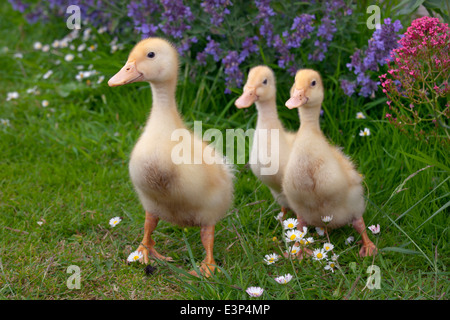 Eine Brut von Moschusentchen im Alter von einer Woche im Garten Stockfoto