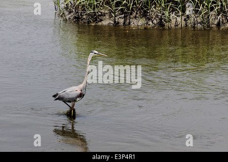 Ein Great Blue Heron watet in küstennahen Feuchtgebieten. Stockfoto