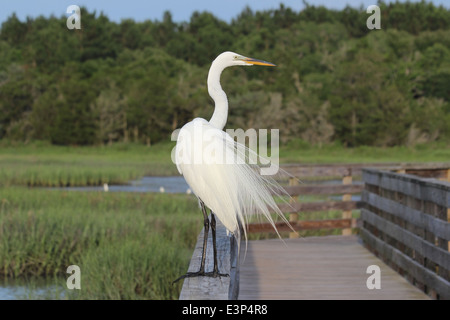 Ein Silberreiher (Ardea Alba) thront auf einem Geländer mit Blick auf einen küstennahen Feuchtgebieten. Stockfoto