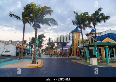 Dekorative Palmen am Fort Myers Beach, Florida, USA Stockfoto