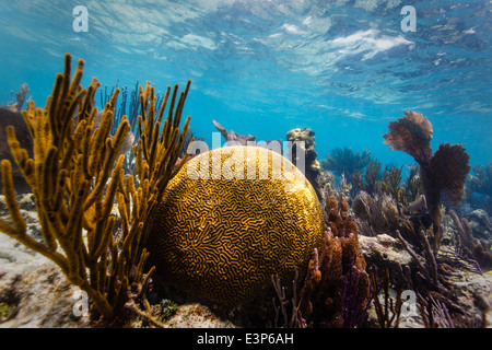 Der große Runde Hirnkoralle und Verzweigung Korallen auf tropischen Korallenriff Karibik hautnah Stockfoto