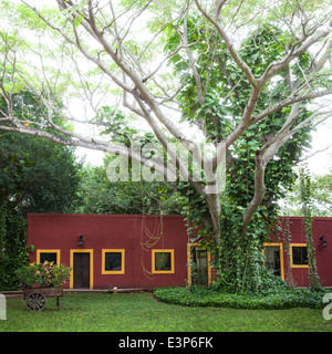 Rote Wand und Baum von der Hacienda Misne in Yucatan, Mexiko. Stockfoto