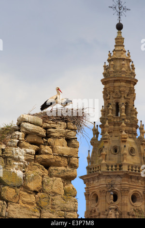 Santo Domingo De La Calzada, La Rioja, Spanien. Störche nisten auf der alten Stadtmauer mit dem Turm der Kathedrale im Hintergrund. Stockfoto