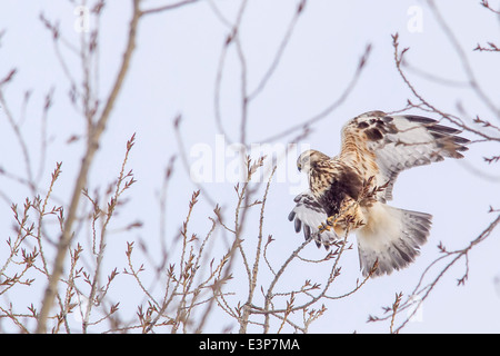 Rough – Dreibein Hawk im Winter in der Flathead Valley, Montana, USA Stockfoto