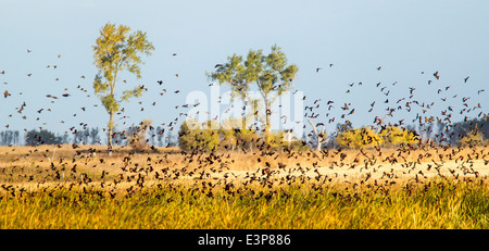 Rote geflügelte Amseln in großen Scharen an Arrowwood National Wildlife Reserve in der Nähe von Jamestown, North Dakota, USA Stockfoto