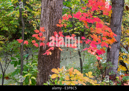 Herbstfarben im Unabhängigkeit State Park in Defiance, Ohio, USA Stockfoto
