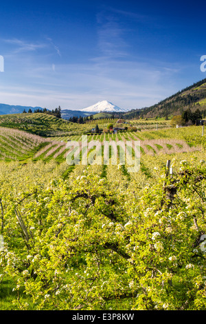 Birne Obstgärten blühen im Frühjahr mit Mount Adams im Hintergrund in der Nähe von Hood River, Oregon, USA Stockfoto