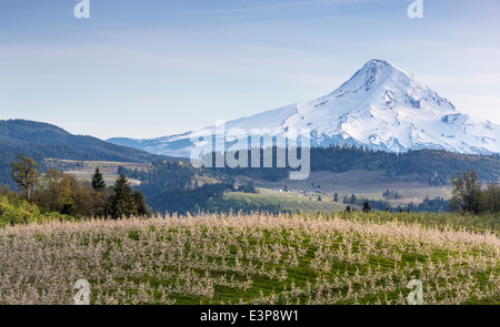 Apfelplantage mit Mount Hood in voller Blüte, in der Nähe von Hood River, Oregon, USA Stockfoto