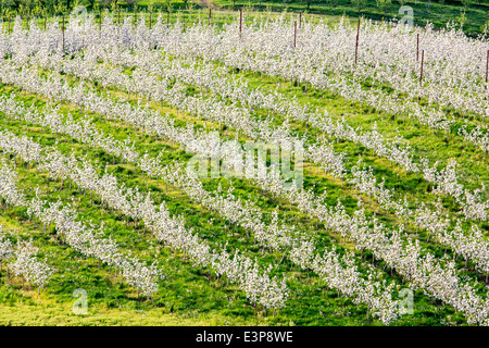 Apfelplantage in voller Blüte, in der Nähe von Hood River, Oregon, USA Stockfoto