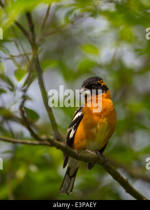 USA, US-Bundesstaat Washington. Männliche Black-headed Kernbeißer (Pheucticus Melanocephalus) sitzt auf einem Ast in Anliegerstaaten Lebensraum. Stockfoto