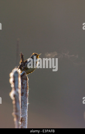 USA, US-Bundesstaat Washington. Männliche Marsh Wren (Cistothorus Palustris) singt auf einem Rohrkolben mit Atem sichtbar in der kühlen Morgenluft. Stockfoto