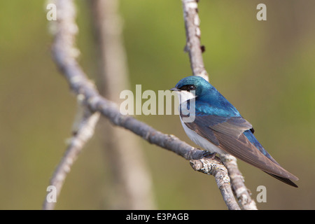 USA, US-Bundesstaat Washington. Männlicher Baum schlucken hockt auf einem Ast im US-Bundesstaat Washington. Stockfoto