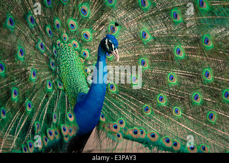 Grün mit Federn, herrliche schöne Pfau Stockfoto