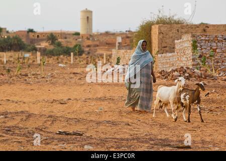 Chingeutti, Mauretanien. 24. Juni 2014. Eine Frau Herden ihre Ziegen auf die Stadt Chinguetti Region Adrar, Mauretanien, 24. Juni 2014. © Li Jing/Xinhua/Alamy Live-Nachrichten Stockfoto