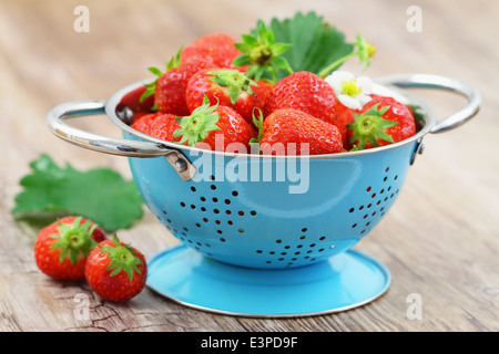 Erdbeeren in blau Sieb auf Holzuntergrund Stockfoto