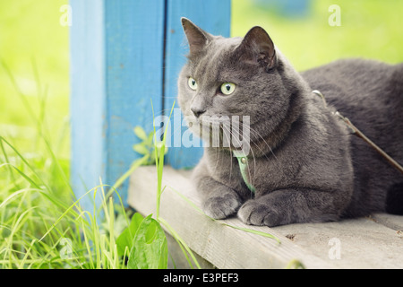 Britisch Kurzhaar Katze sitzen auf der Veranda, rustikalen Stil Stockfoto
