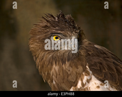 Horizontale Porträt der Schlangenadler Schlange-Adler Circaetus Gallicus. Stockfoto