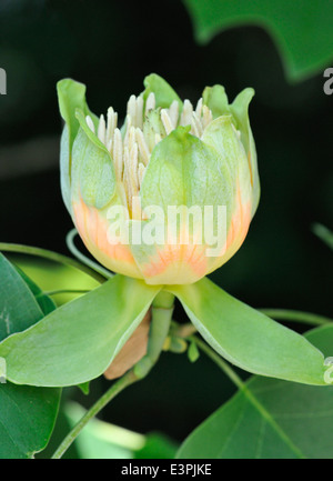 Tulpenbaum - Liriodendron Tulipifera einzelne Blume vor einem dunklen Hintergrund Stockfoto