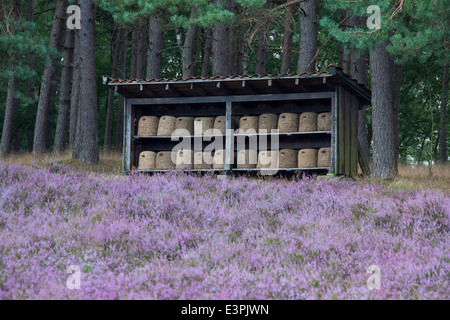 Traditionelle Bienenstöcke (Skeps) hergestellt aus Stroh in einem Bienenhaus. Lüneburger Heide, Niedersachsen, Deutschland Stockfoto