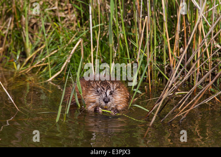 Bisamratte (Ondatra Zibethica). Erwachsene im Wasser, Essen einen Rasen-Stiel. Deutschland Stockfoto