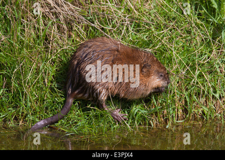 Bisamratte (Ondatra Zibethica). Erwachsenen am Rand Wassers. Deutschland Stockfoto