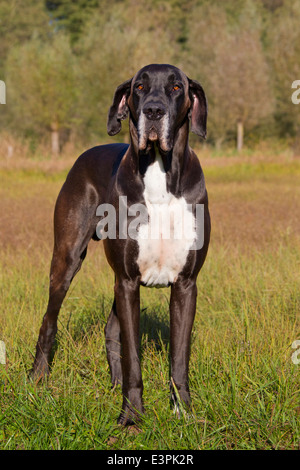 Deutsche Dogge Canis Lupus Familiaris) männlich stehend Deutschland Stockfoto