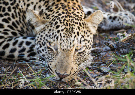 Leoparden ruht (Panthera Pardus), Sabi Sand Game Reserve, Südafrika Stockfoto
