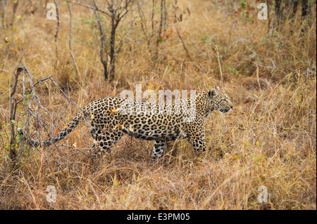 Leopard (Panthera Pardus), Sabi Sand Game Reserve, Südafrika Stockfoto