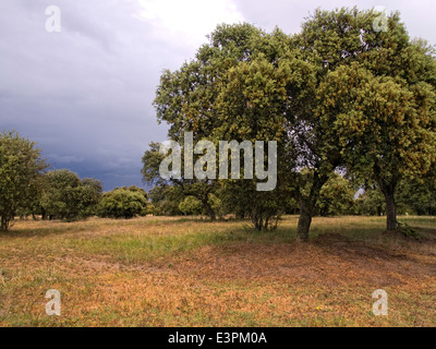 Horizontale Bild von Holm Eiche, Quercus Ilex, in einer Dehesa (Weide). Extremadura.Spain. Stockfoto