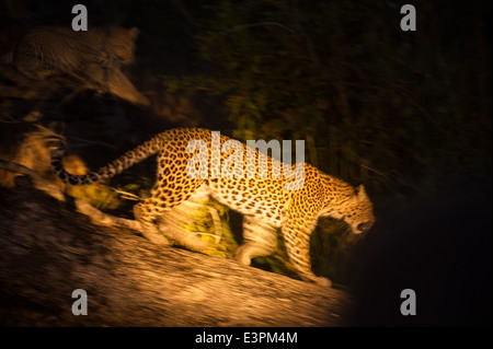 Leopard läuft in einen Scheinwerfer in der Nacht (Panthera Pardus), Sabi Sand Game Reserve, Südafrika Stockfoto