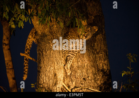 Leopard Cub in einem Baum in der Nacht (Panthera Pardus), Sabi Sand Game Reserve, Südafrika Stockfoto