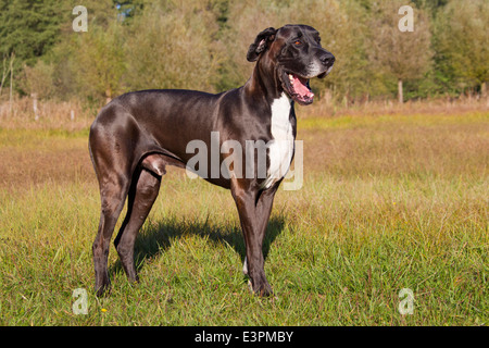 Deutsche Dogge Canis Lupus Familiaris) männlich stehend Deutschland Stockfoto
