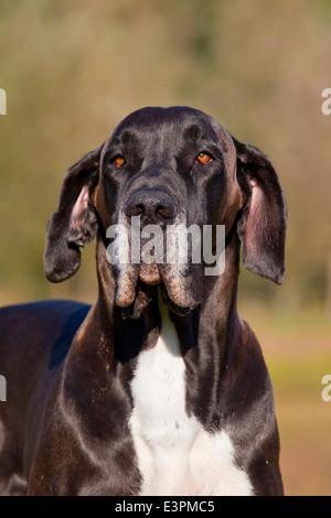 Deutsche Dogge Canis Lupus Familiaris) Porträt erwachsenen männlichen Deutschland Stockfoto
