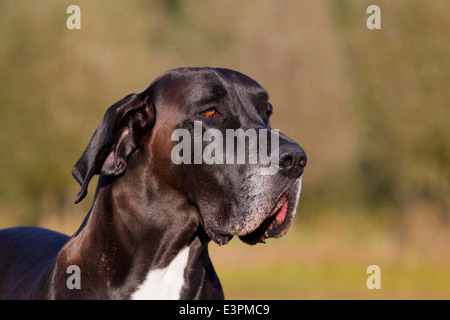 Deutsche Dogge Canis Lupus Familiaris) Porträt erwachsenen männlichen Deutschland Stockfoto