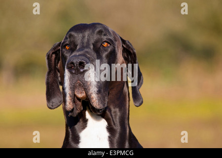 Deutsche Dogge Canis Lupus Familiaris) Porträt erwachsenen männlichen Deutschland Stockfoto