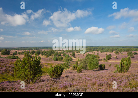 Panoramablick vom Wilseder Berg über die blühende Heide. Lüneburger Heide, Niedersachsen, Deutschland Stockfoto