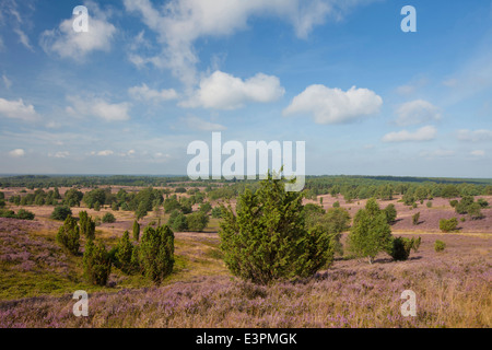 Panoramablick vom Wilseder Berg über die blühende Heide. Lüneburger Heide, Niedersachsen, Deutschland Stockfoto