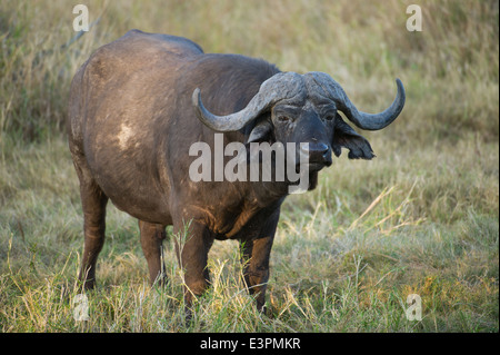 Männlichen Büffel (Syncerus Caffer Caffer), Sabi Sand Game Reserve, Südafrika Stockfoto