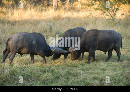 Männlichen Büffel kämpfen (Syncerus Caffer Caffer), Sabi Sand Game Reserve, Südafrika Stockfoto